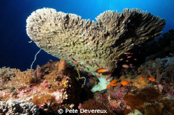Underside of table coral by Pete Devereux 